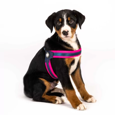 Postroj pro psy Q-Fit Pink, růžový