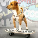 Postroj pro psy Max&Molly Comic